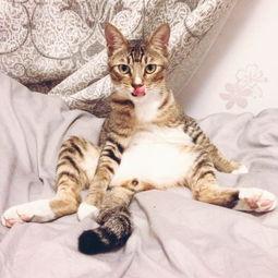 左公子猫密圈最新爆料,揭秘娱乐圈最新动态 第2张 左公子猫密圈最新爆料,揭秘娱乐圈最新动态 第2张