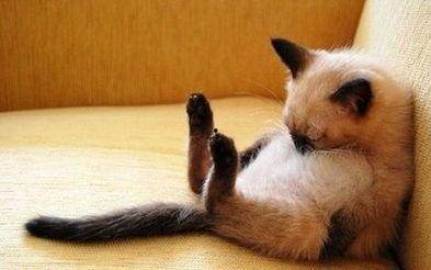 左公子猫密圈最新爆料,揭秘娱乐圈最新动态 第3张 左公子猫密圈最新爆料,揭秘娱乐圈最新动态 第3张